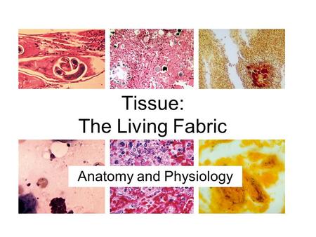 Tissue: The Living Fabric Anatomy and Physiology.