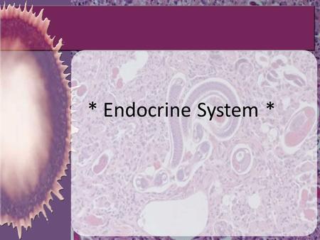 * Endocrine System *. Add these “notes” next to the part on the diagram Produces human growth hormone Produces prolactin in nursing women and oxytocin.