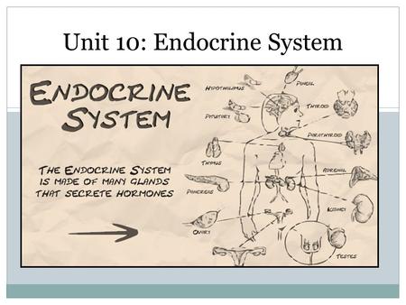 Unit 10: Endocrine System. Homework Assignment Go to my Anatomy website on schoolwires. Look for the “Unit 10 Feedback Loops” Powerpoint Print the “Feedback.