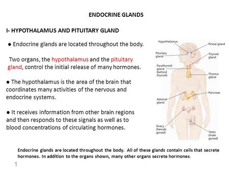 ENDOCRINE GLANDS I- HYPOTHALAMUS AND PITUITARY GLAND ● Endocrine glands are located throughout the body. Two organs, the hypothalamus and the pituitary.