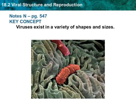 Notes N – pg. 547 KEY CONCEPT Viruses exist in a variety of shapes and sizes.