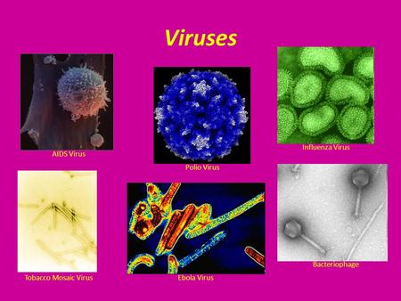 Viruses AIDS Virus Polio Virus Bacteriophage Tobacco Mosaic Virus Influenza Virus Ebola Virus.