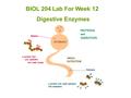 BIOL 204 Lab For Week 12 Digestive Enzymes. Digestive Enzymes : are used in the lumen of the GI tract to break down complex molecules into absorbable.