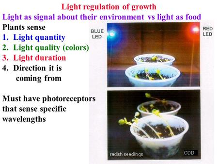 Light regulation of growth