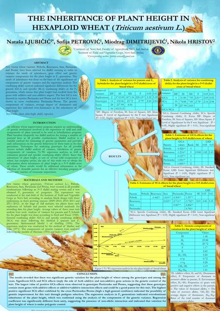 THE INHERITANCE OF PLANT HEIGHT IN HEXAPLOID WHEAT (Triticum aestivum L.) Nataša LJUBIČIĆ 1*, Sofija PETROVIĆ 1, Miodrag DIMITRIJEVIĆ 1, Nikola HRISTOV.