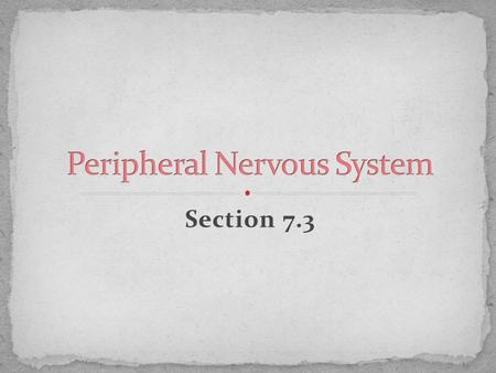 Section 7.3. 1. Lies outside the CNS 2. Composed of the peripheral nerves and ganglia 3. Nerves- bundles of myelinated axons 4. Ganglia- are the swellings.