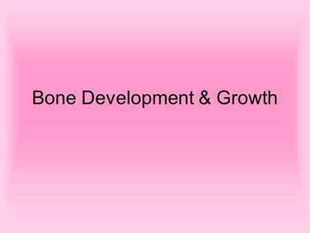 Bone Development & Growth. Bone Development Bones form by replacing connective tissue in the fetus Some form with sheet-like layers of connective tissue.