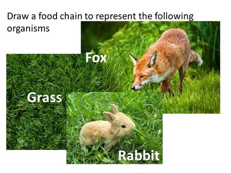 Draw a food chain to represent the following organisms Grass Rabbit Fox.