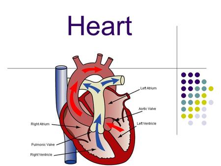 Heart. A large muscle which pumps blood throughout the body.