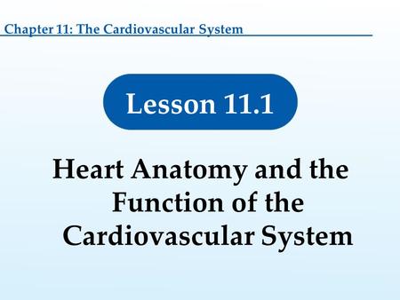 Lesson 11.1 Heart Anatomy and the Function of the Cardiovascular System Chapter 11: The Cardiovascular System.