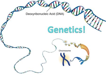 The Blending Hypothesis A Trait is a variation of a particular characteristic such as tall and short In the early 1800’s many biologists believed in the.