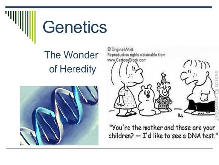 Genetics The Wonder of Heredity. What is Genetics?  Genetics is the study of heredity  Heredity is the passing of traits from parents to offspring 