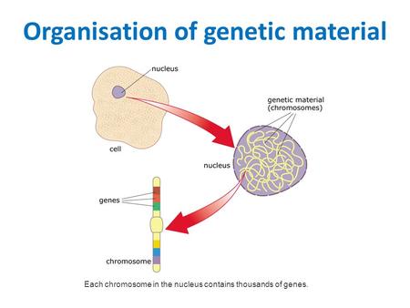 Organisation of genetic material Each chromosome in the nucleus contains thousands of genes.