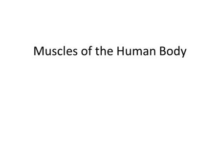 Muscles of the Human Body ©Thompson Educational Publishing, Inc. 2003. All material is copyright protected. It is illegal to copy any of this material.