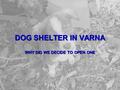 DOG SHELTER IN VARNA WHY DID WE DECIDE TO OPEN ONE.