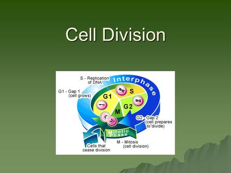 Cell Division. Chromosomes  Are made of DNA  Each chromosome consists of sister chromatids attached at a centromere.