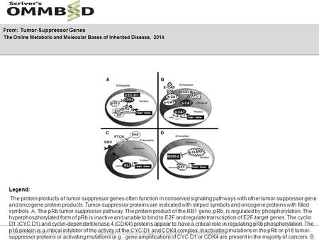 Date of download: 6/22/2016 Copyright © 2016 McGraw-Hill Education. All rights reserved. The protein products of tumor-suppressor genes often function.