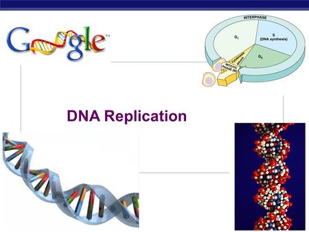 DNA Replication.