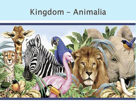  Heterotrophs (can NOT make own food)  Multi-cellular  Most animals ingest their food and digest it inside their bodies.