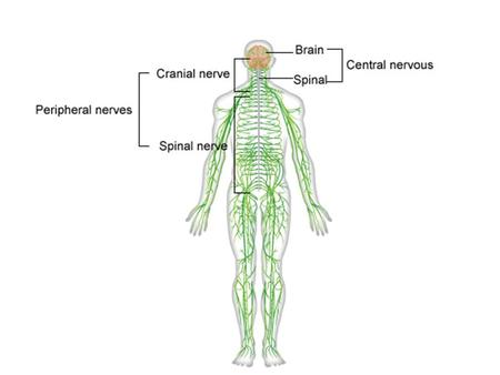 © 2014 Pearson Education, Inc. Figure 13.28a Structure of a nerve. Endoneurium Perineurium Nerve fibers Blood vessel Fascicle Epineurium.