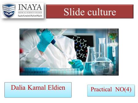 Slide culture Dalia Kamal Eldien Practical NO(4).