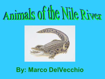 By: Marco DelVecchio. Question What are some of the major animal species of the Nile River? Answer Some animals are the crocodile, Wildebeest, wild dog,