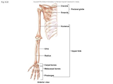 Fig. 6.22 Copyright © The McGraw-Hill Companies, Inc. Permission required for reproduction or display. Upper limb Humerus Pectoral girdle Scapula Clavicle.