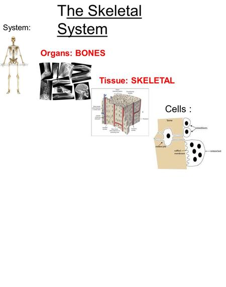 Cells : Tissue: SKELETAL Organs: BONES System: The Skeletal System.