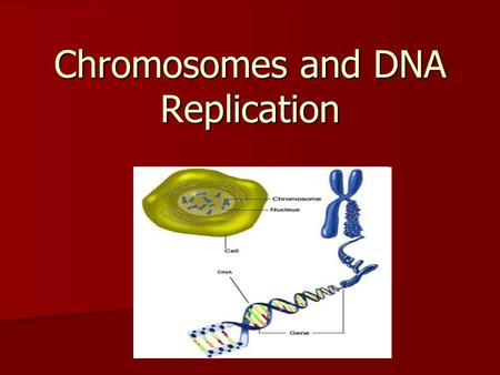 Chromosomes and DNA Replication. Prokaryotes and Eukaryotes Prokaryotes: Prokaryotes: –lack nuclei –lack many organelles –DNA located in cytoplasm –single.