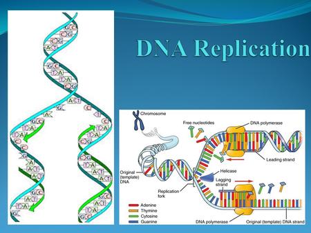 POINT > Explain how the structure of DNA makes replication possible POINT > Show how synthesis of new DNA strands is directional POINT > Describe the.