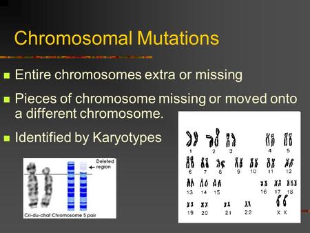 Chromosomal Mutations Entire chromosomes extra or missing Pieces of chromosome missing or moved onto a different chromosome. Identified by Karyotypes.