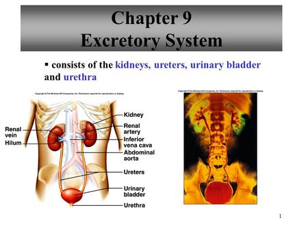 1 Chapter 9 Excretory System  consists of the kidneys, ureters, urinary bladder and urethra.