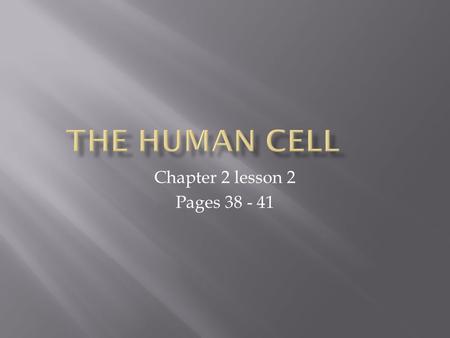 Chapter 2 lesson 2 Pages 38 - 41.  Differentiate among the different types of cells that make up the body.  Describe how the body is organized, from.