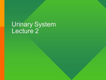 Urinary System Lecture 2. Nephron functional unit of the kidney.