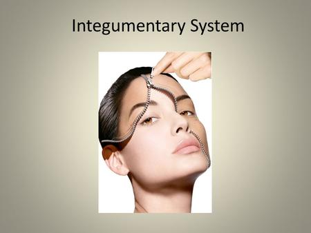 Integumentary System 1. Skin – Dermis and epidermis.