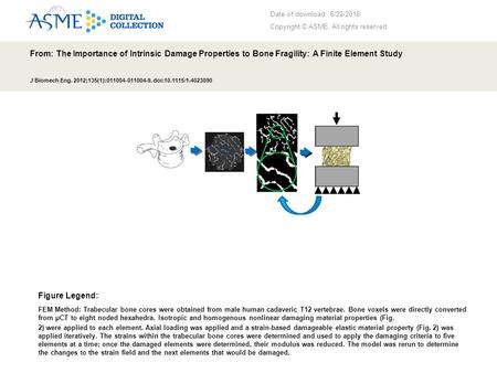 Date of download: 6/22/2016 Copyright © ASME. All rights reserved. From: The Importance of Intrinsic Damage Properties to Bone Fragility: A Finite Element.