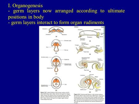 I. Organogenesis - germ layers now arranged according to ultimate positions in body - germ layers interact to form organ rudiments.