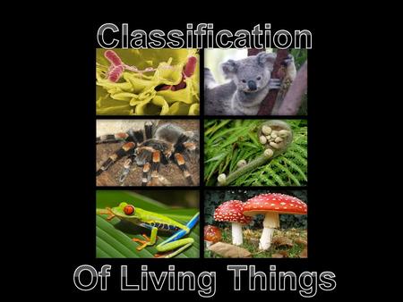 Read pages 6-7. Classification is the grouping of things according to characteristics. The science of classifying organisms is known as taxonomy. One.