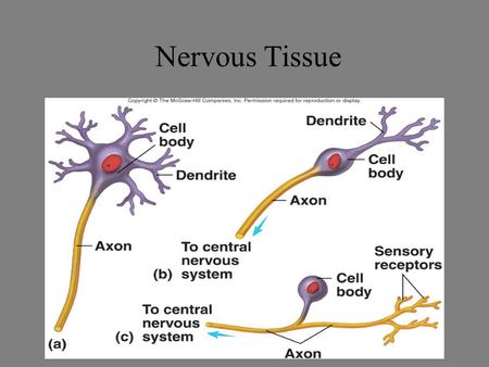 Nervous Tissue.