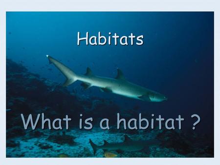 Habitats What is a habitat ?. A habitat is the place where living things live. A habitat is the place where living things live. The water provides support.