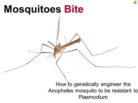 Mosquitoes Bite How to genetically engineer the Anopheles mosquito to be resistant to Plasmodium.