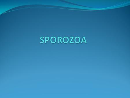 SPOROZOA.