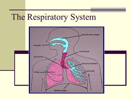 The Respiratory System. What is the Respiratory System? Your respiratory system is made up of the organs in your body that help you to breathe. Remember.