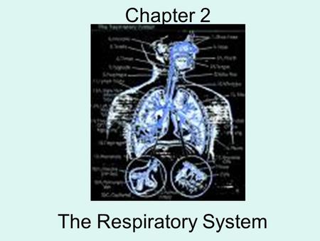 The Respiratory System Chapter 2. What is the main purpose of the respiratory system? GAS EXCHANGE –Inhaling oxygen, exhaling carbon dioxide Your LUNGS.