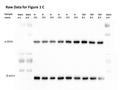 Raw Data for Figure 1 C α-SMA β-actin Sample name Mark er1 Mark er2 N- CF1 N- CF2 N- CF3 H- CF1 H- CF2 H- CF3 TGF- β-1 TGF- β-2 TGF- β-3 Mark er3.