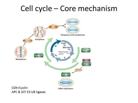 Cell cycle – Core mechanism CDK+Cyclin APC & SCF E3 UB ligases.