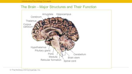 © The McGraw-Hill Companies, Inc. Introductory Psychology Concepts The Brain - Major Structures and Their Function Thalamus Corpus callosum Hypothalamus.