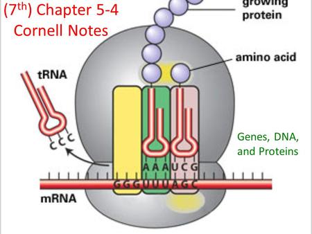 (7th) Chapter 5-4 Cornell Notes