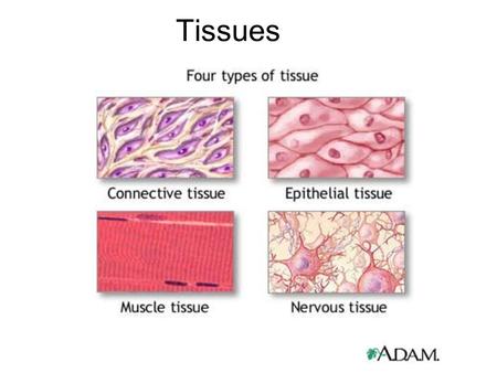 Tissues. Epithelial Tissue - Covers all body surfaces both inside and out. - Main glandular (glands) tissue. - Attached to underlying connective tissue.