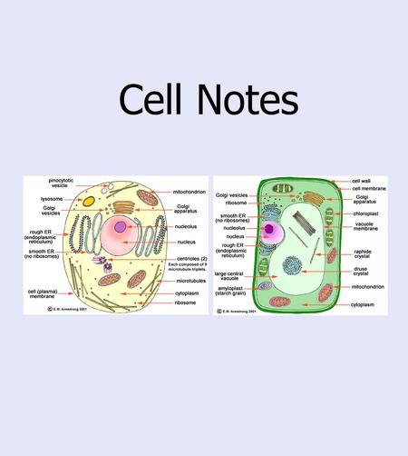 Cell Notes.